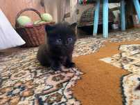 Кошеня Безкоштовно