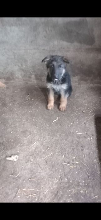 Cadelinha pastora alemão pura de pelu comprido