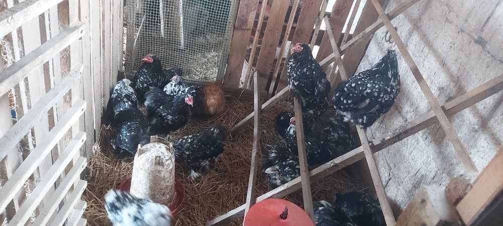 Kochiny karzełki miniaturowe Wysyłka