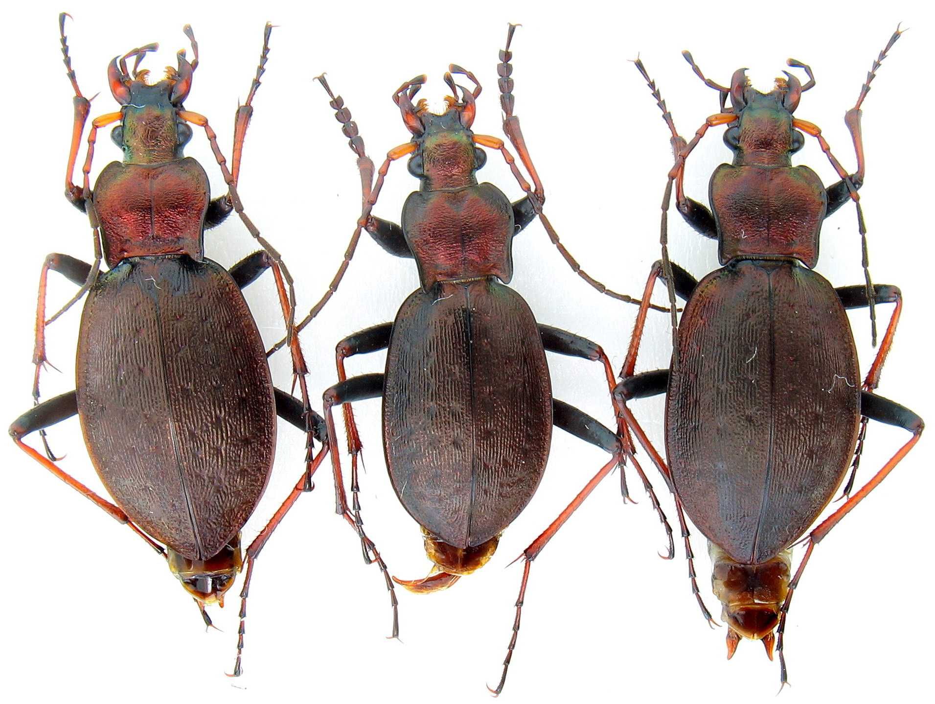 Турун Ліннея коллекция насекомые комахи, жуки, ентомологія наук