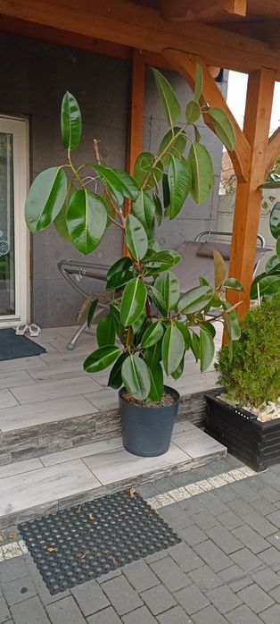 Ładne fiskusy 150 cm