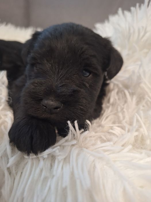 Sznaucer miniaturowy do odbioru przed Mikołajem