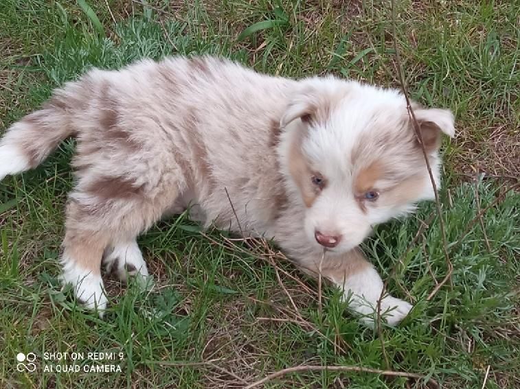 Border collie Red merle tricolor piesek