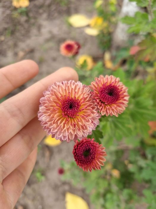 Саджанці квітів саженцы цветов неприхотливых