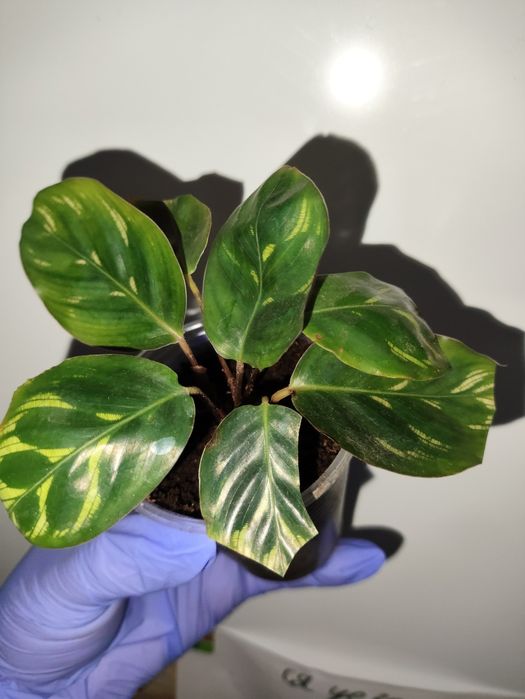 Калаткя маккоя кімнатна