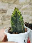 Zamioculcas Emerald