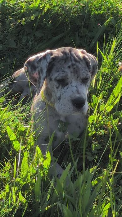 Szczeniak Dog Niemiecki