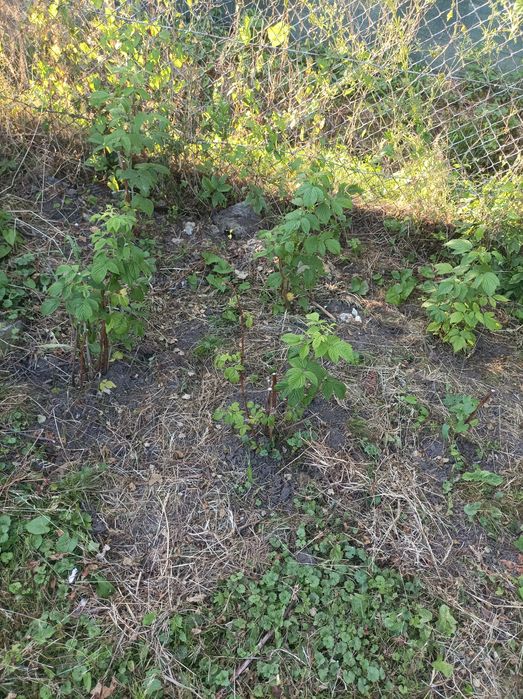 Sprzedam działkę ROD