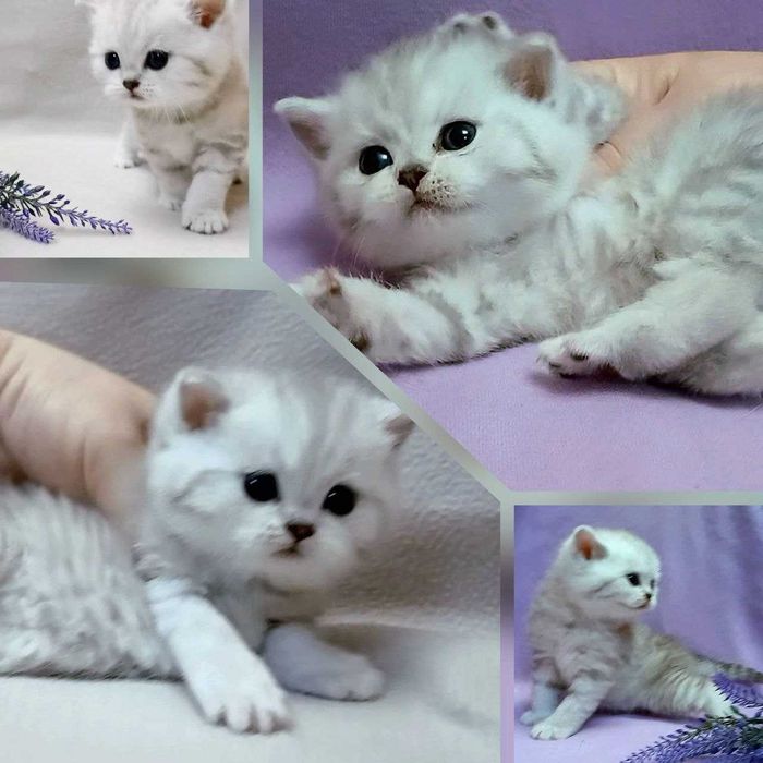 Розкішні шотландські кошенята.