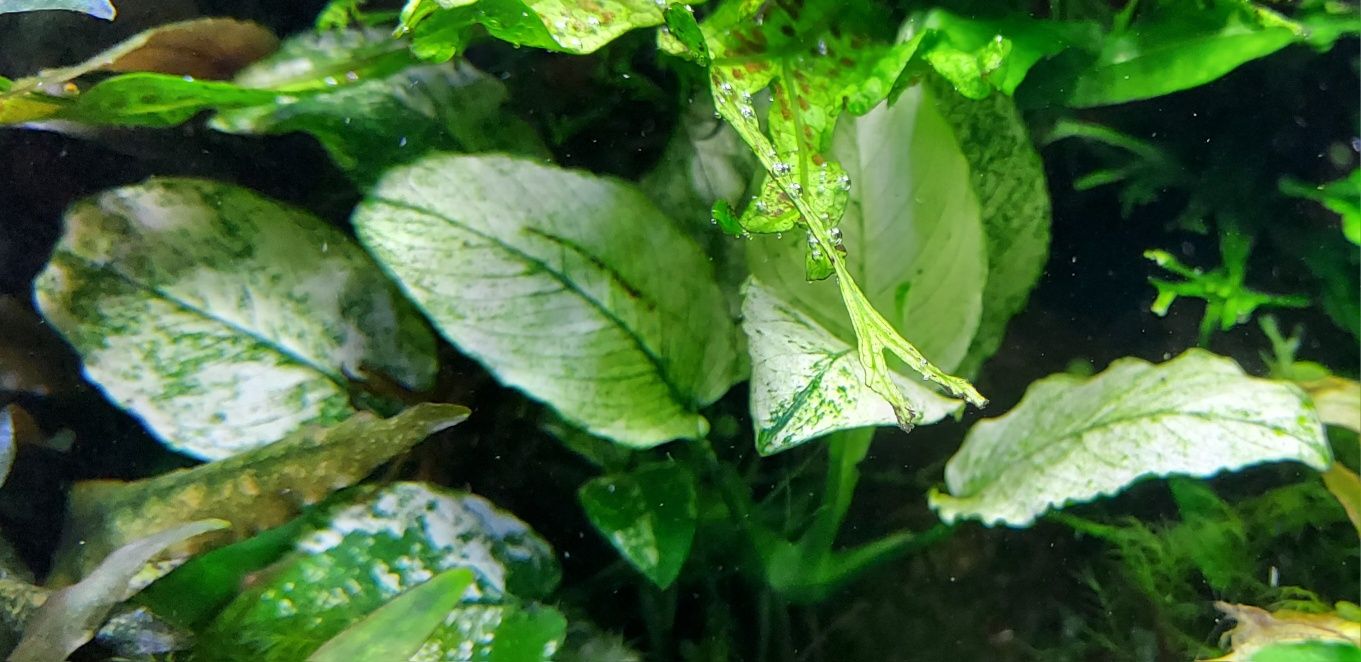 Anubias white 7-10 lisci