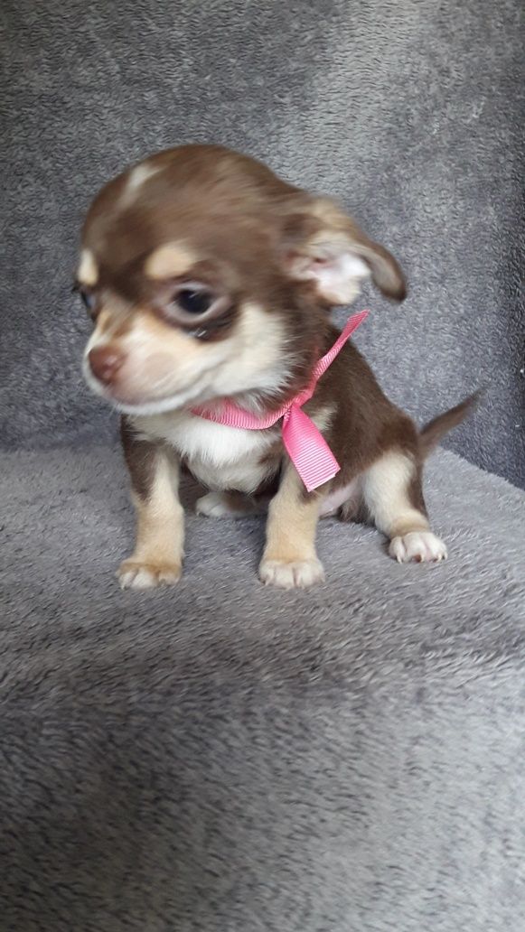 Chihuahua suczka jak huski