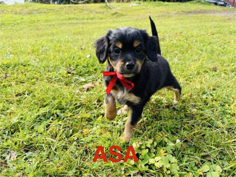 Rika  Asa Seniorita Czarna