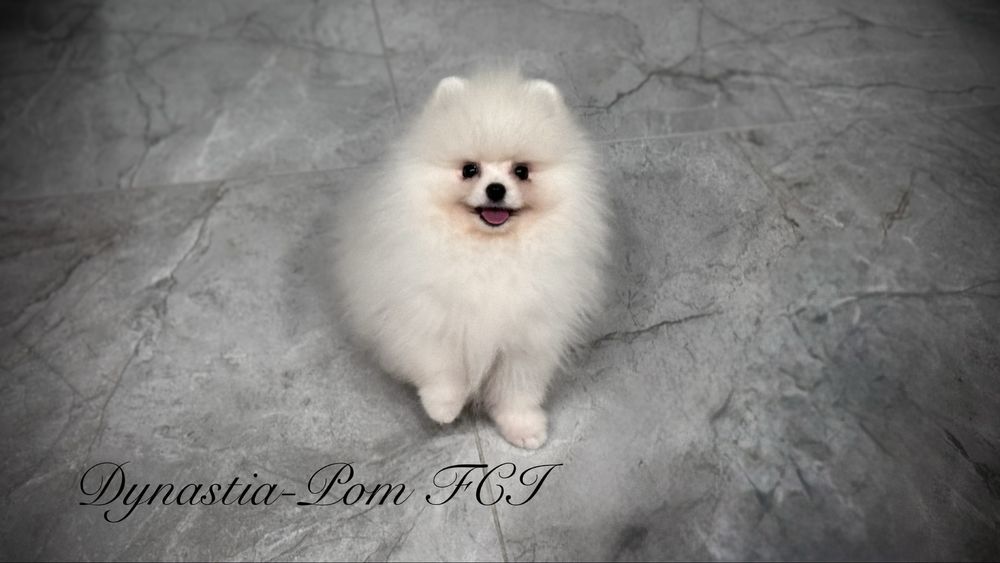 Szpic miniaturowy pomeranian FCI