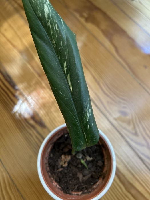 Monstera standleyana Aurea