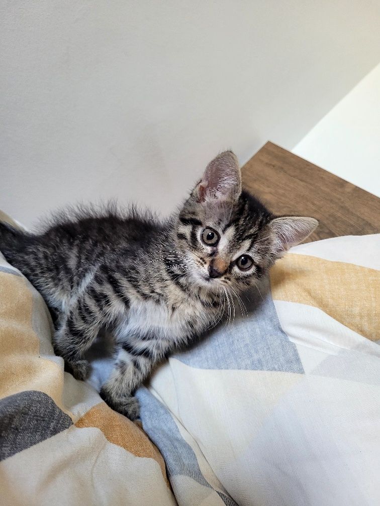 Malutka bura kotka