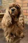 Cavalier King Charles Spaniel dorosly samiec/rep FCI