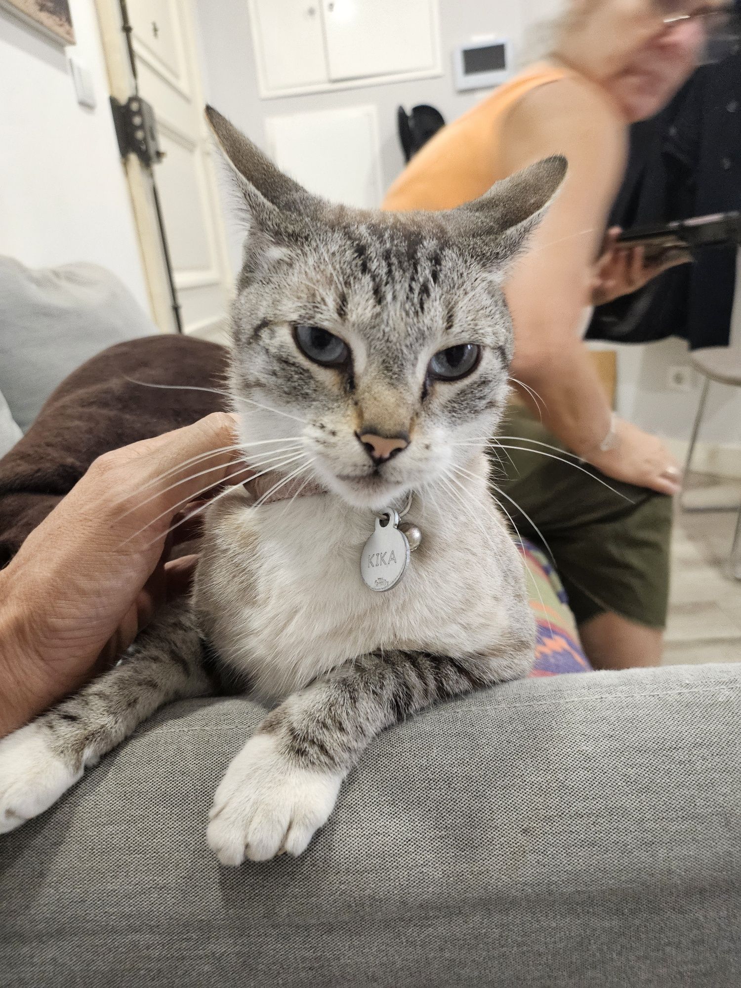 Gata para adopção