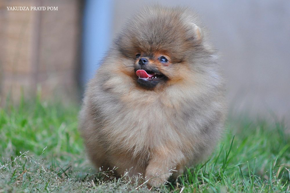 До уваги красень Кузя