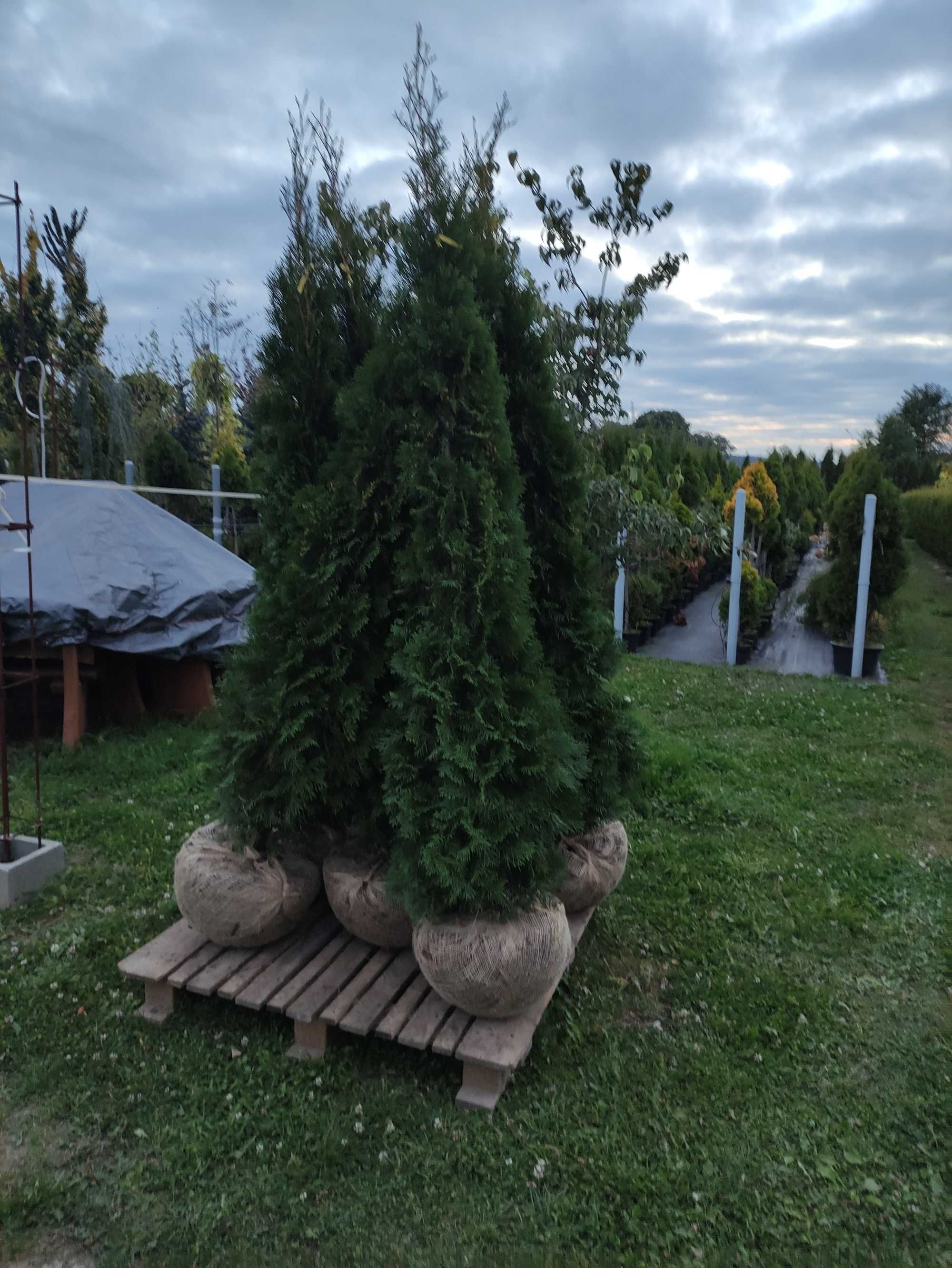 Tuja Szmaragd 200-220 cm, 2 metry, Thuja Smaragd, na żywopłot, szkółka
