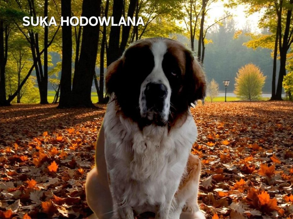 Bernardyn długowłosy suczka/samiec - szczeniak z rodowodem