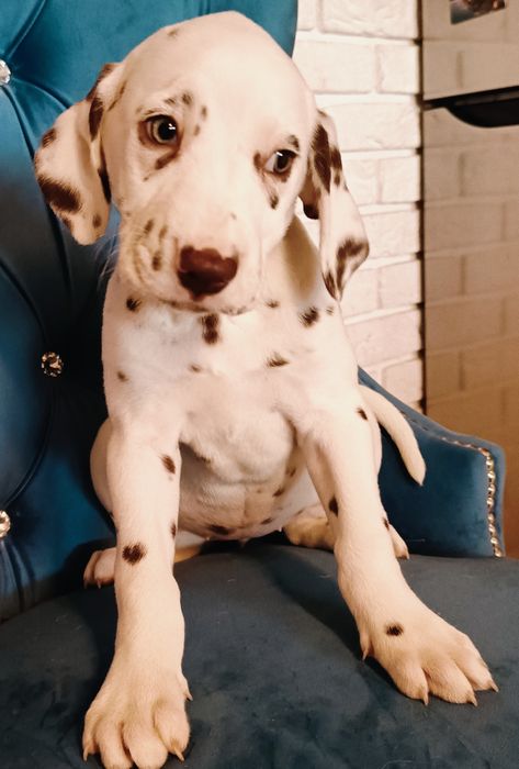 Dalmatyńczyk urocza unikatowa  suczka