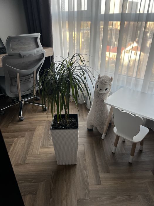 Продам драцену разом з горщиком