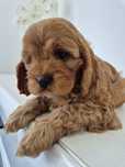 Piesek Cavapoo f1 Cavalier & Pudel