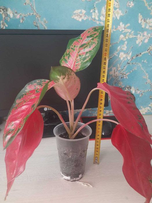 Аглаонема Red Star.