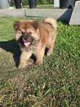 Akita Inu - szczeniaczek