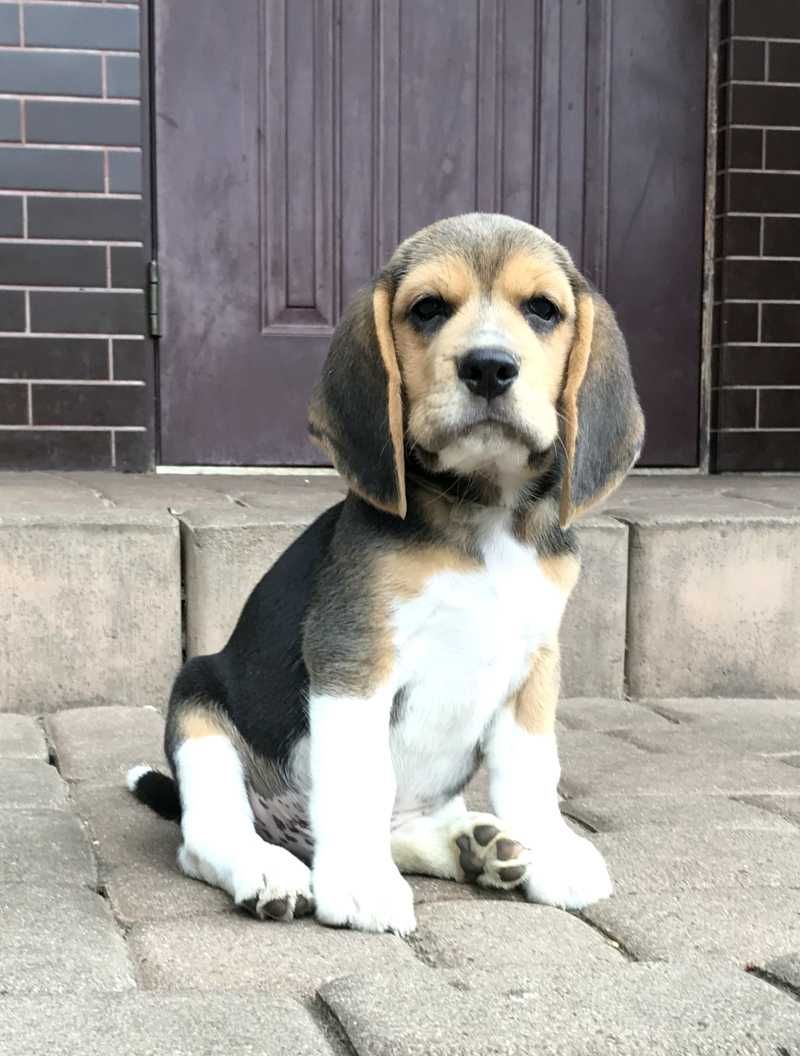 Beagle / Bigle - szczenię rodowód ZKwP/FCI