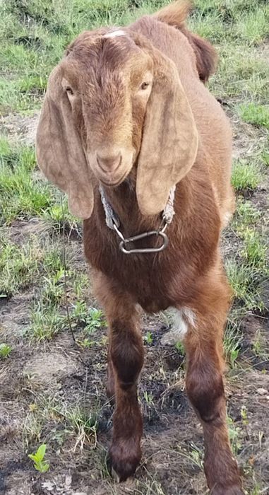 Козлы козочки козлята