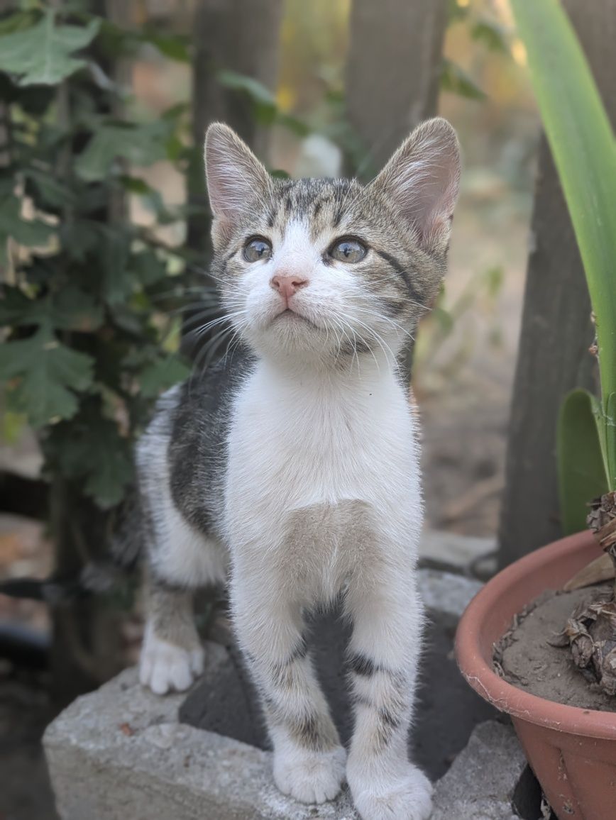 Котята кошенята (доставка по місту)