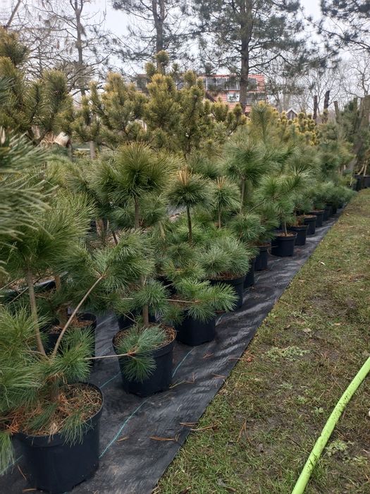 Sosna Wejmutka Pinus Strobus