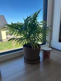 Roślina palma salonowa w doniczce IKEA