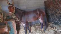 Macho a trabalhar