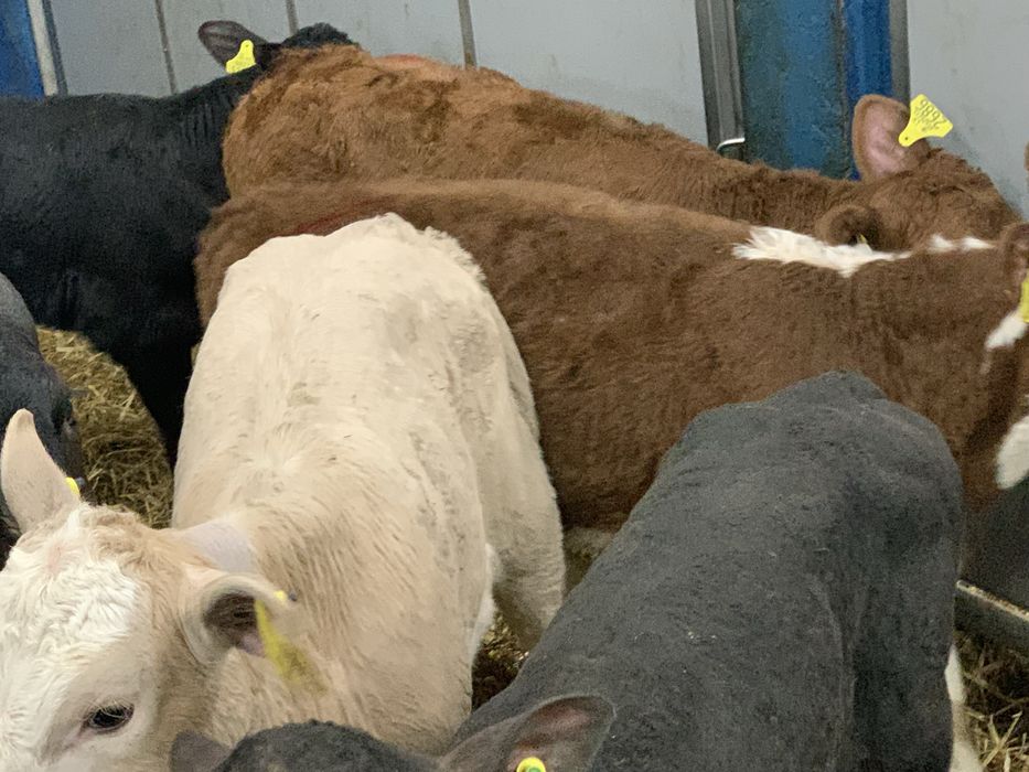 Cielaki mięsne Szczytno