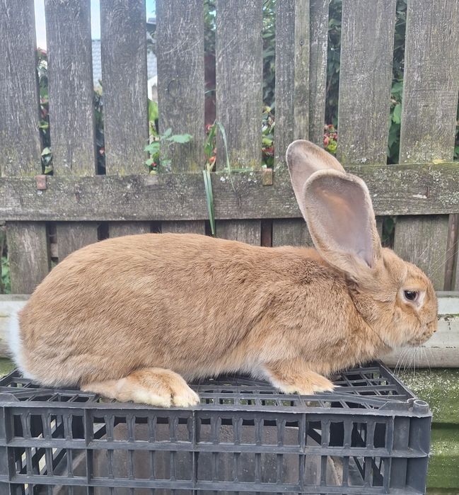 Samica Olbrzym Belgijski