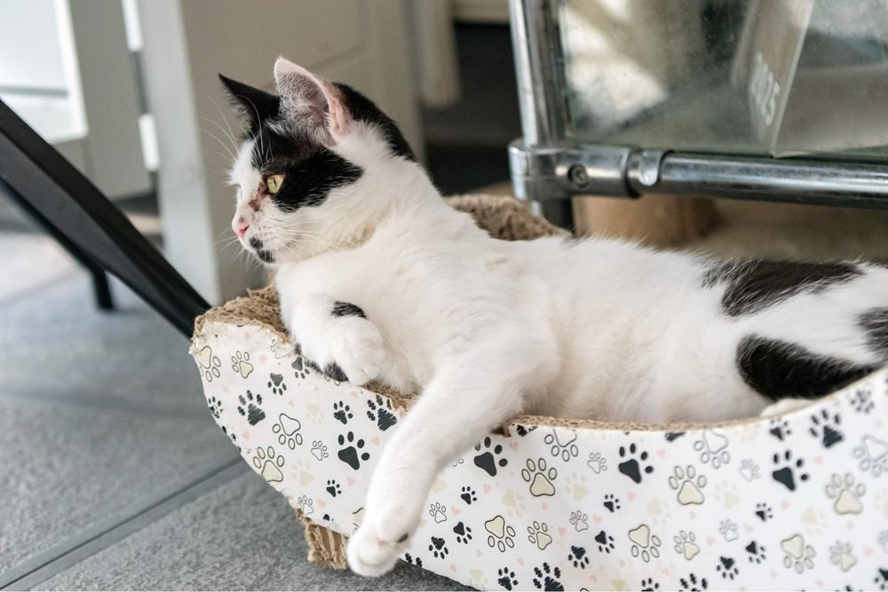 Tyfona - kotka czekająca na adopcję