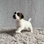 Jack Russell Terrier- biało-brązowy piesek z rodowodem FCI