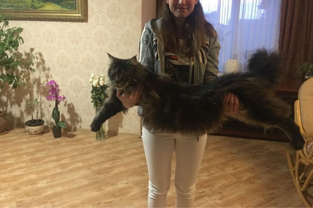Мейн-Кун,котята Дикий окрас,Табби,мальчики
