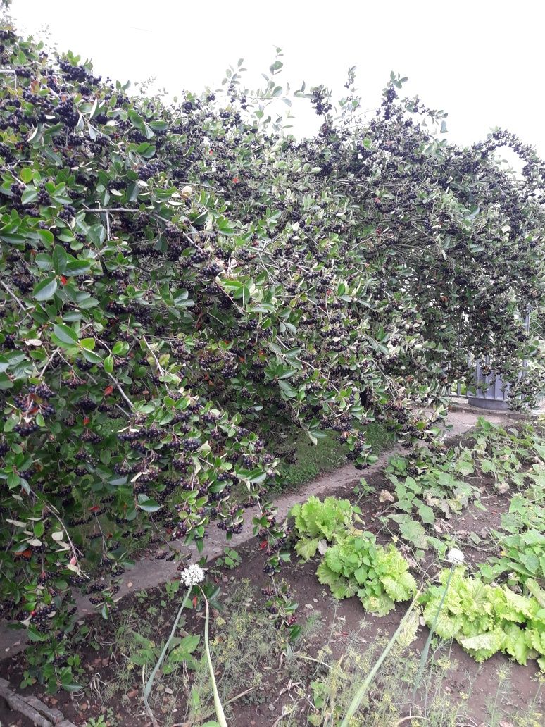 Aronia ekologiczna  z własnego  ogródka