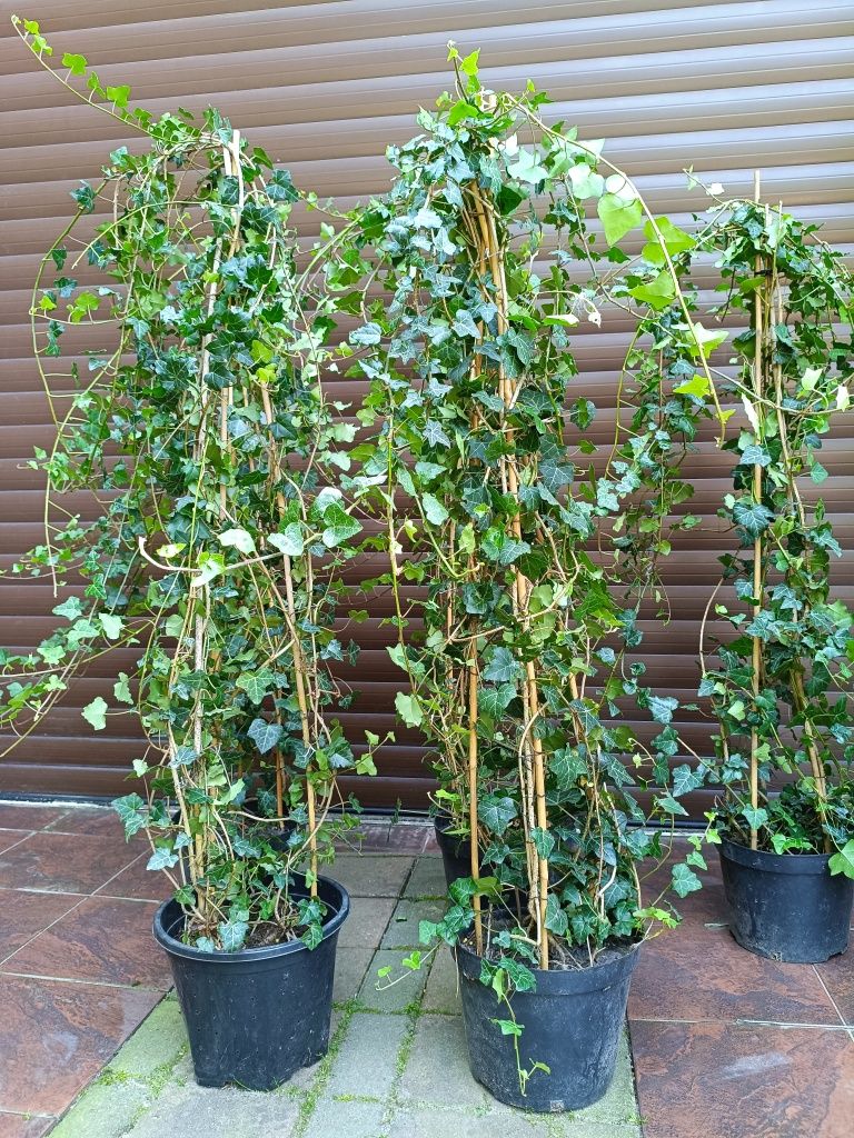 Bluszcz Hedera Helix PRODUCENT