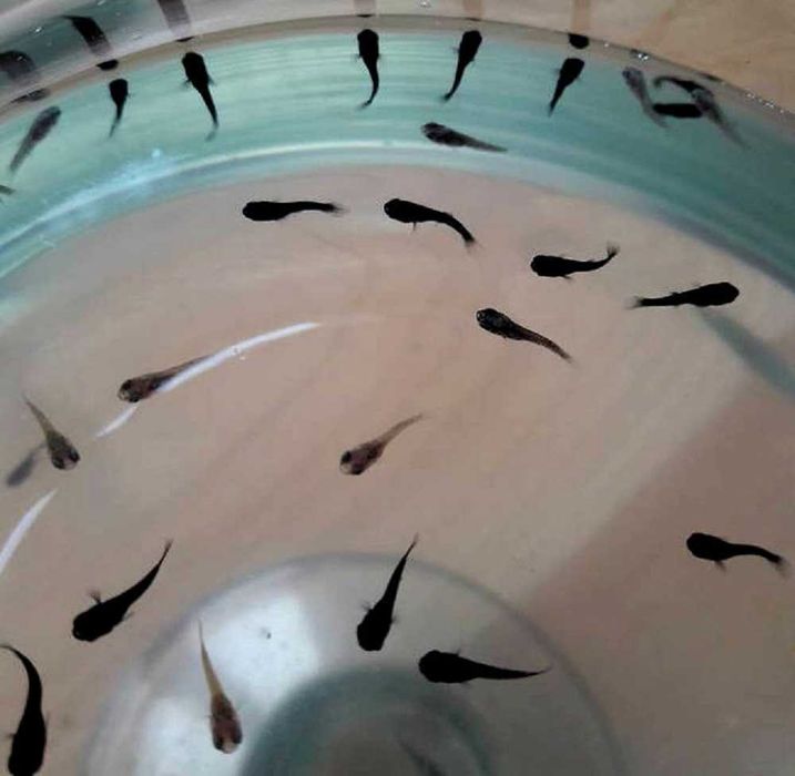 Molinezje - żyworodne rybki doskonałe na glony.