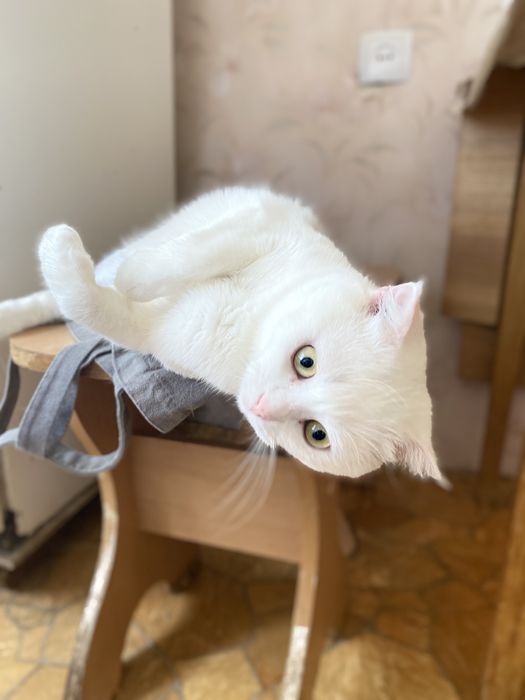Віддається котик в добрі руки