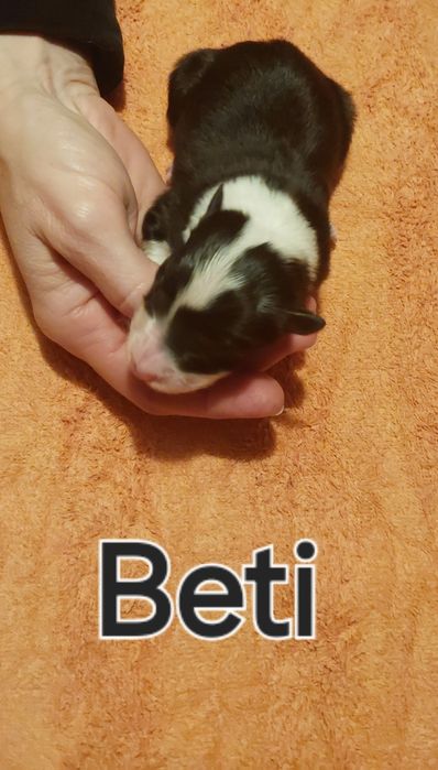 Szczeniaki Border Collie ZKwP FCI