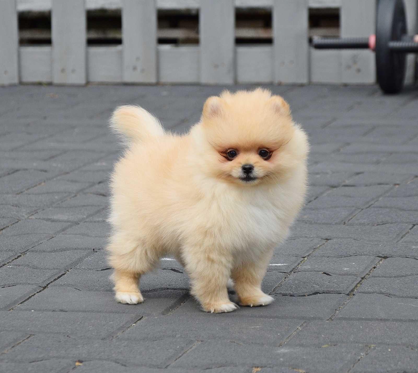 Piesek Pomeranian- Oskar- gotowy na kochający dom