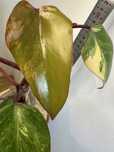 Філодендрон Philodendron Філодендрон Red Emerald var.