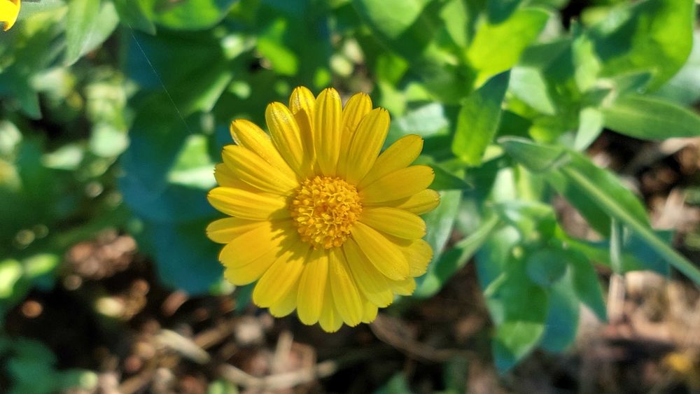 Календула нагідки квіти рослини