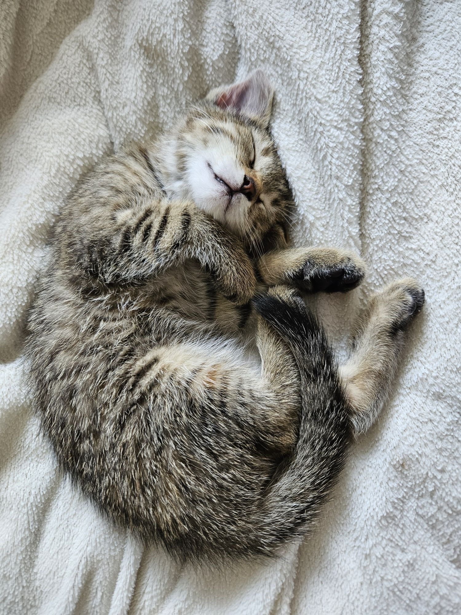 Mała kotka do adopcji