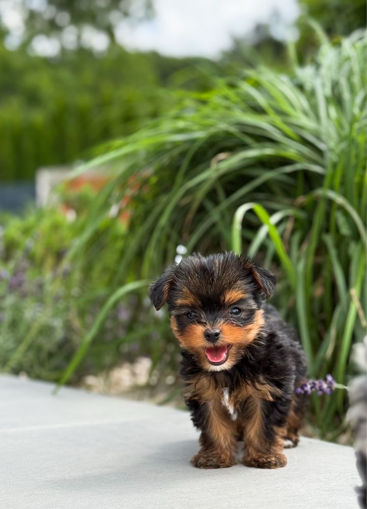 Prześliczny, bardzo malutki piesek Yorkshire Terrier